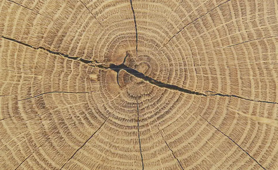 Garderobenschrank Cortina BHT 70|203|40 cm